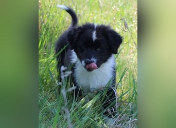 Australian Shepherd Welpe (reinrassig)