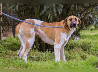Edgar, Mix Labrador / Rafeiro Alentejano, lieb und sozial
