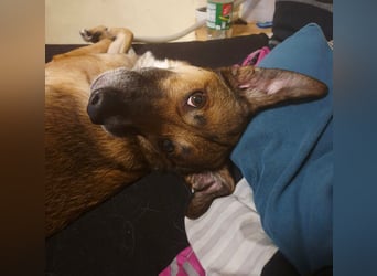 Athos sucht sein Zuhause