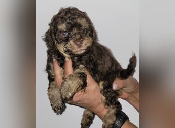ZWERGPUDEL / TOY 2 männlich braun tan 1 schwarzes Mädchen 1 black tan Mädchen