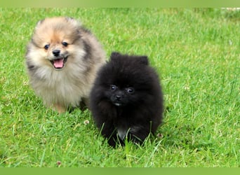Unser sehr kleines Pomeranian Zwergspitz Mädel "Yulie" sucht Kuschelpartner