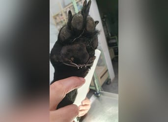 Kozmo-DG, sucht Pfötchenhalter!