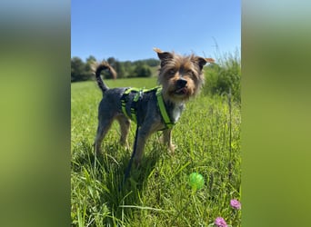 Coco, sucht seine Menschen