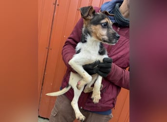 Zümi, geboren 10.12.2024, 29cm sucht ihre Menschen