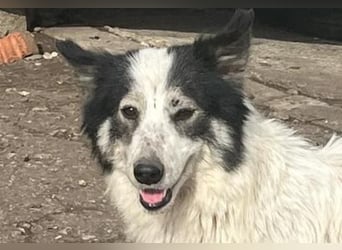 Ajuna, Husky-Collie Mix, verjagt und sich selbst überlassen