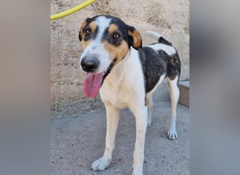 Dino ❤️ aufgeweckter, lieber Traumhund
