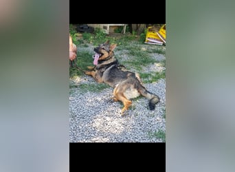 Bonzo sucht sein Zuhause im glück