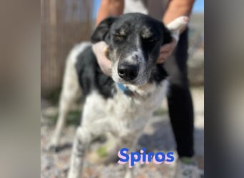 Spiros, 01/23 - freundlich und lernwillig