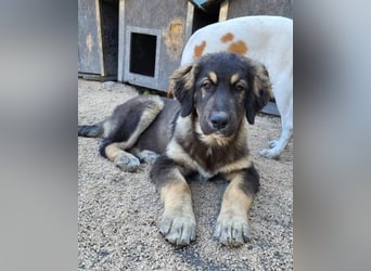 Aramis ❤️ liebevoll aufgeweckter Jungrüde