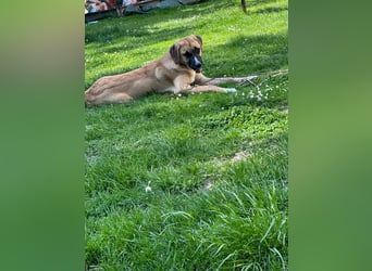 Junghund WALDY sucht seine Familie