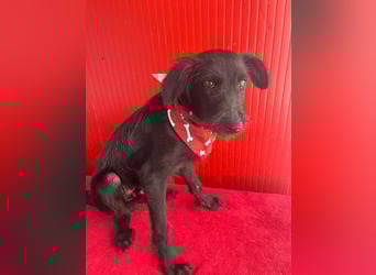 Pedro, Schnauzer-Mix, Rüde, geb. am 02.01.2025, ca. 40 cm, 10 kg