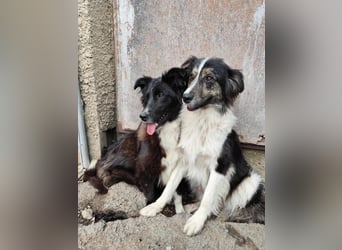 Border Collie Mischling „Oskar“, ca. 07.2024 geboren, sucht Zuhause, gut verträglich