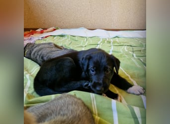 Irish Wolfhound Welpen