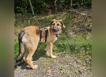 Leander,geb.02/25,lieber Hütehundmix sucht seine Familie,bereits auf PS in 57271 Hilchenbach