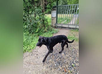 MOGLI ❤️ liebevoller Riese, Pflegefamilie Oberursel