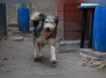 Update: MERLIN- auf PS in mit ÜO in 31603 Diepenau