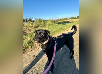 Emilija Fröhliche Labrador-Mischlingshündin sucht ihr Für-immer-Zuhause