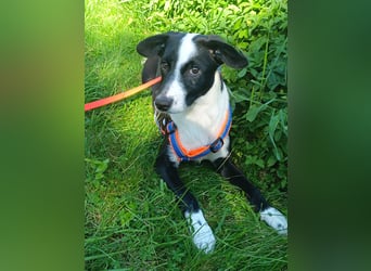 Dumbo sucht Familienanschluss