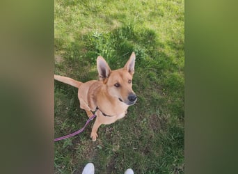 sanfter Rico in 88326 Zollenreute (Aulendorf) sucht sein Zuhause