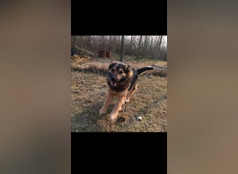 Bundas treuer Begleiter sucht dich