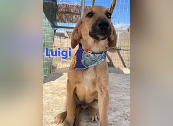 Luigi,geb.05/24,lieber Kämpfer sucht seine Familie
