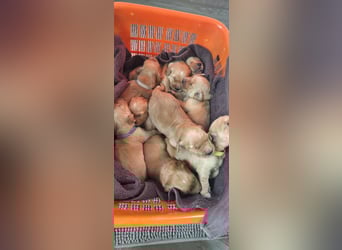 Golden Retriever Welpen