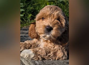 Wunderschöne Cockapoo-Welpen