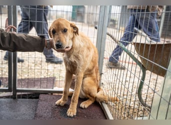 Oskar – Ein sanfter Griffon-Mix