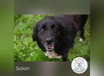 Solon: Tapferer Hundeopa