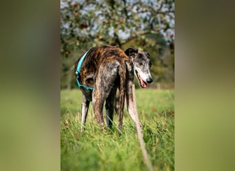 Haben Sie die Geduld Pitty das Hundeleben zu zeigen?