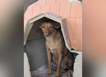 Canela eine schüchterne Podenca