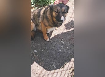 Zoey-die Anschmiegsame sucht Zuhause!