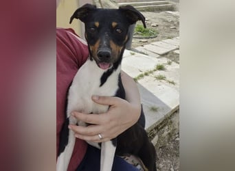 Rufus, er wartet schon so lange