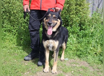 Nana, Mix Schäferhund / Collie, lieb und sozial