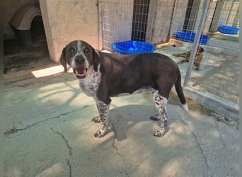 Zuckersüßer Oldie BABIS sucht eine eigene Familie!