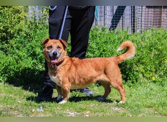 Kali, Mix Dackel / Pinscher, lieb und verträglich
