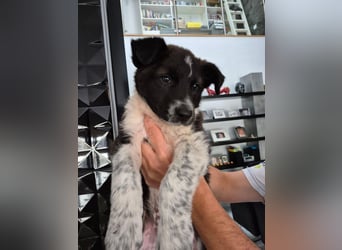 Telma