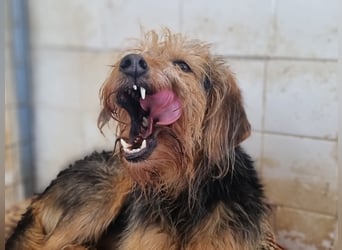 Toffee – Lebhafte Hundedame sucht ein Zuhause, das ihr gerecht wird!