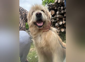 Buddy, geboren 01.04.2024, 50cm sucht seine Menschen
