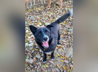 Freundlicher LEWI ist ein absoluter Gute-Laune-Hund