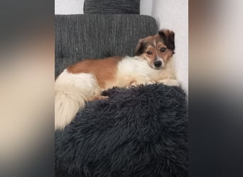 Pepita - schüchterne, liebe und katzenverträgliche Hündin / Pflegestelle in Plettenberg