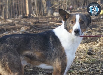 Ziggy sucht ein Zuhause