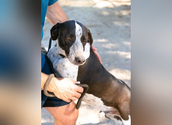 Casimo, Mix Labrador / Pointer, lieb und sozial