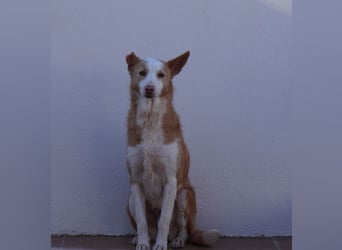 NARANJA