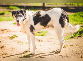 Oriol, Mix Schnauzer / Podengo, lieb und verträglich