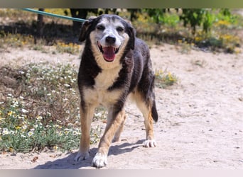 Mika, Mix Schäferhund / Berner Senne , lieb und verträglich