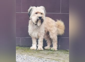 Joshi, Bearded Collie Mix, geb. 2023, freundlicher Rüde sucht aktives Zuhause