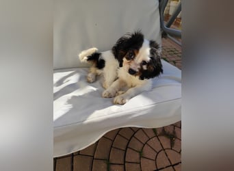Welpe Vincent - Kleiner Hundebub sucht ein Zuhause für immer....