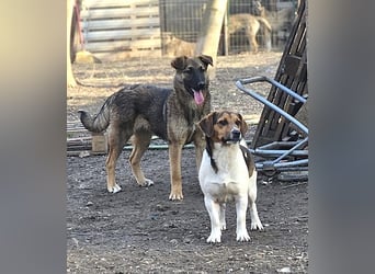 Bea - freundliche, aktive, anhängliche Beagle Mix Hündin / z.Zt. noch in Rumänien