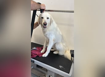 Nelly - sanfte große Herdenschutzhündin sucht Job bei lieben Menschen ;)